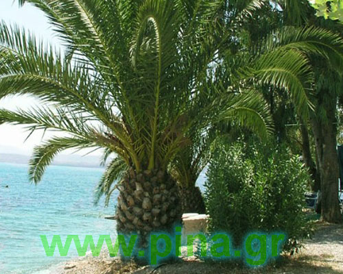 Milos camping ������� ������