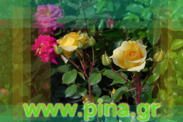 ���������� ������ 2011