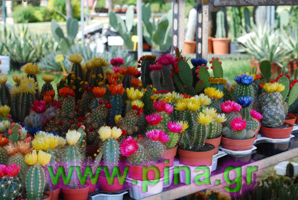 ���������� ������ 2011 ��������