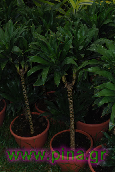 ���������� ������ 2011 ��������