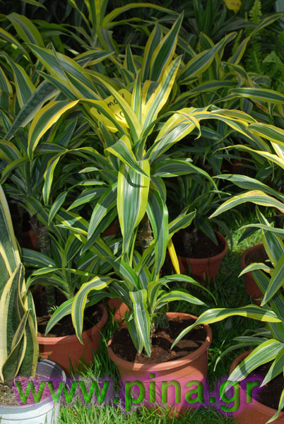 ���������� ������ 2011 ��������