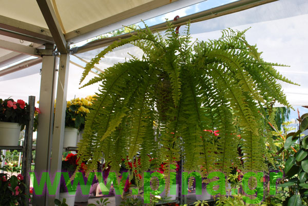 ���������� ������ 2011 ��������