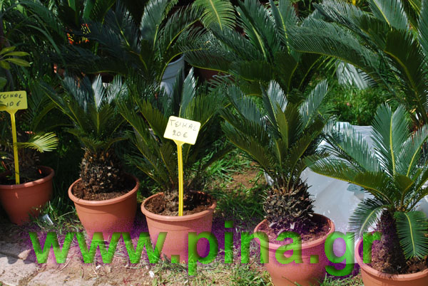 ���������� ������ 2011 ��������